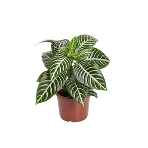 APHELANDRA P15 SEM FLOR