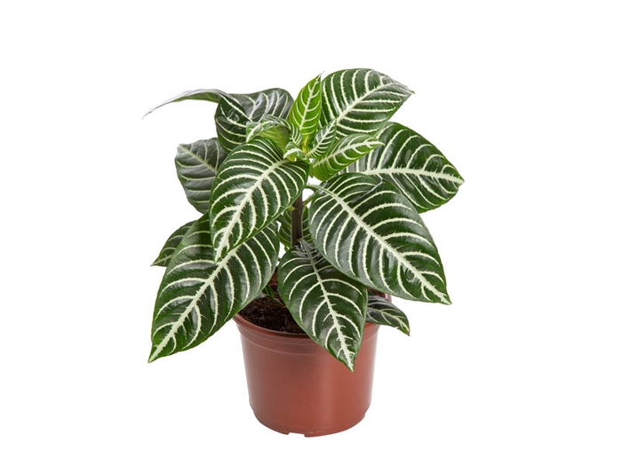 APHELANDRA P15 SEM FLOR
