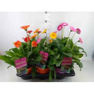 Gerbera  'Garvinea'   ...mix