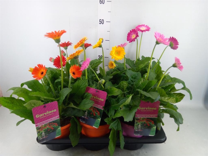 <h4>Gerbera  'Garvinea'   ...mix</h4>