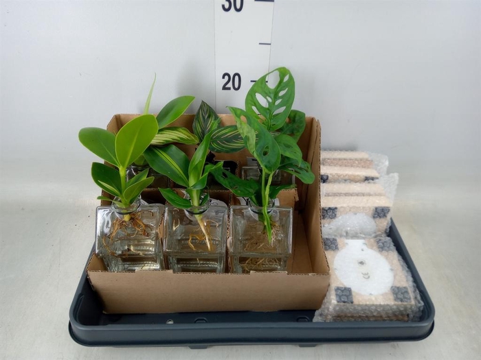 <h4>Planten ..mix</h4>