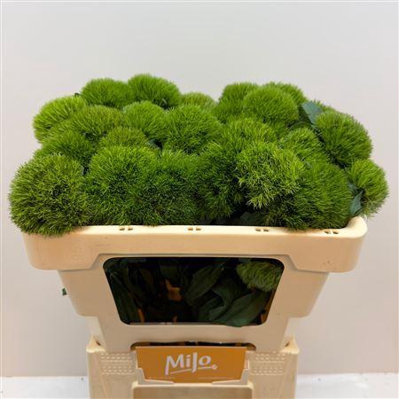 <h4>Di Barb Kiwi Mellow</h4>