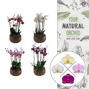 Your Natural Orchid | 3 x 3 tak op kleur in Ryan bowl | Phal.