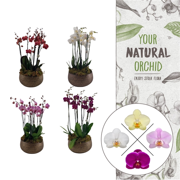 <h4>Your Natural Orchid | 3 x 3 tak op kleur in Ryan bowl | Phal.</h4>