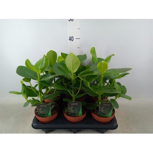 Clusia rosea 'Princess'