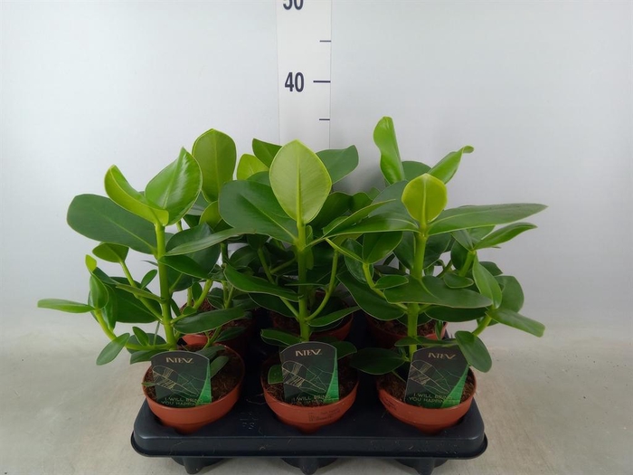 <h4>Clusia rosea 'Princess'</h4>