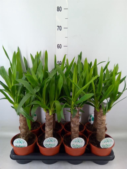 <h4>Yucca   ...</h4>