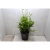 PLUMBAGO AURICULATA P24 AZULZINHA