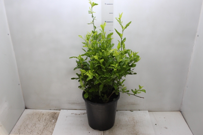 PLUMBAGO AURICULATA P24 AZULZINHA