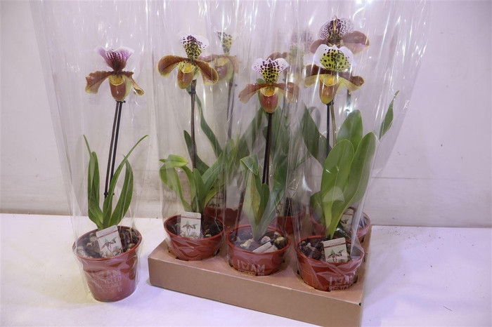 <h4>arr8 Paph Amerika Hyb Gem</h4>