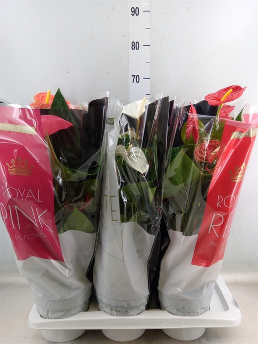 <h4>Anthurium   ...mix</h4>