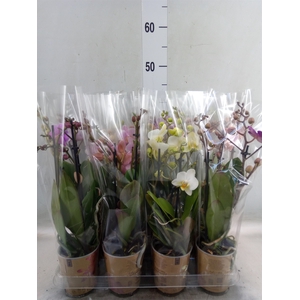 Phalaenopsis multi.   ...