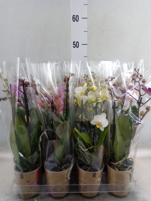 <h4>Phalaenopsis multi.   ...</h4>