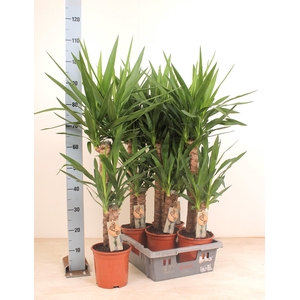 YUCCA