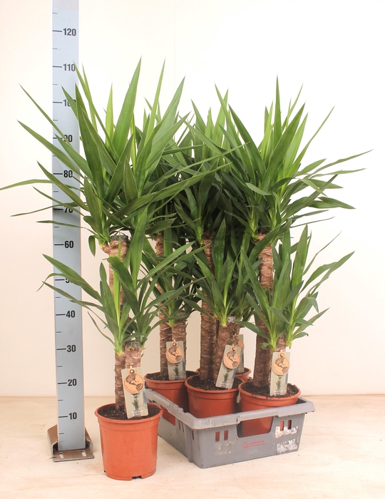 <h4>YUCCA</h4>