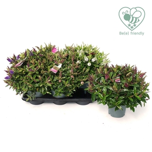 Hebe P15 Mix-tray Donna (groen) Addenda®