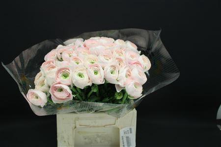 <h4>Cloni Extra Hanoi</h4>