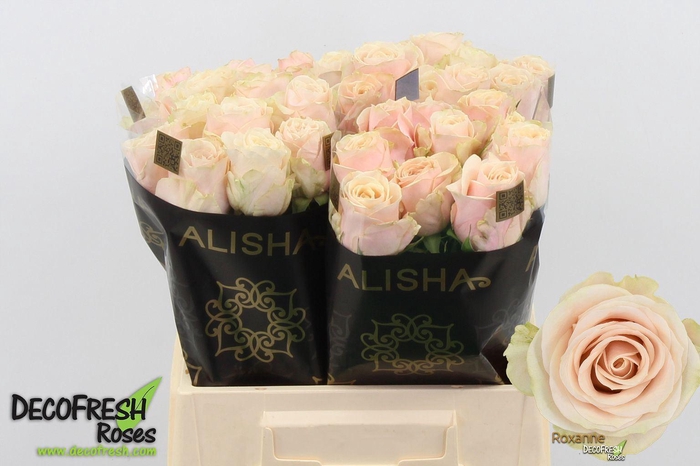 <h4>Rs gr Roxanne+</h4>