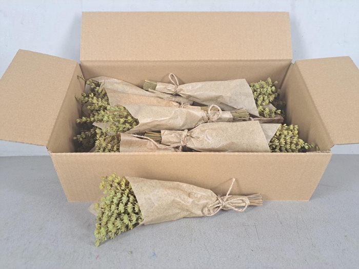 <h4>PF Lavendel Yellow</h4>