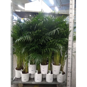 Dypsis lutescens   ...Chrysalidoca