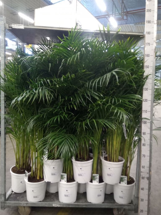 <h4>Dypsis lutescens   ...Chrysalidoca</h4>