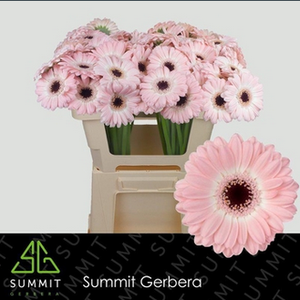Gerbera MI 'Dixon'