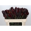 Leucadendron Saf Sunset Dark Red