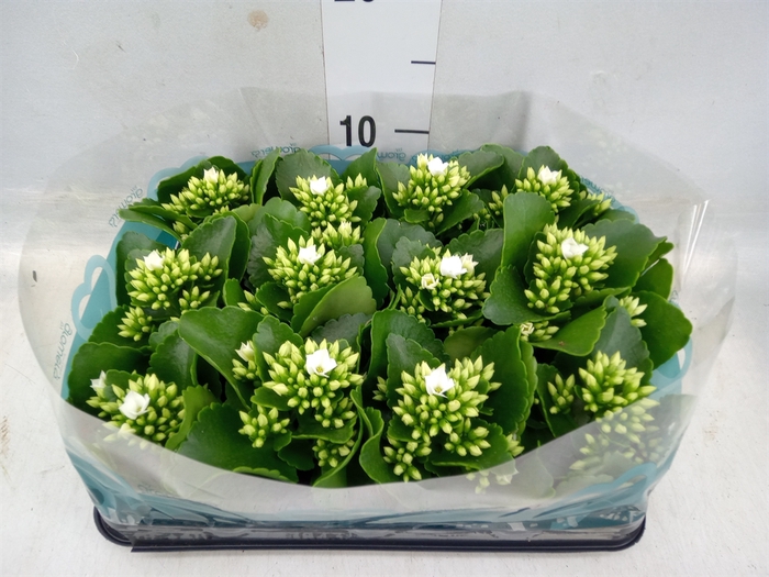 <h4>Kalanchoe blos.   ..</h4>