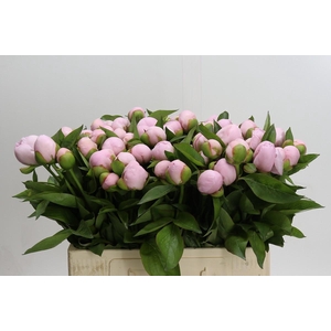 Paeonia (Herb. Hybrid Grp) 'Pink Vanguard'