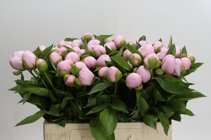 <h4>Paeonia (Herb. Hybrid Grp) 'Pink Vanguard'</h4>