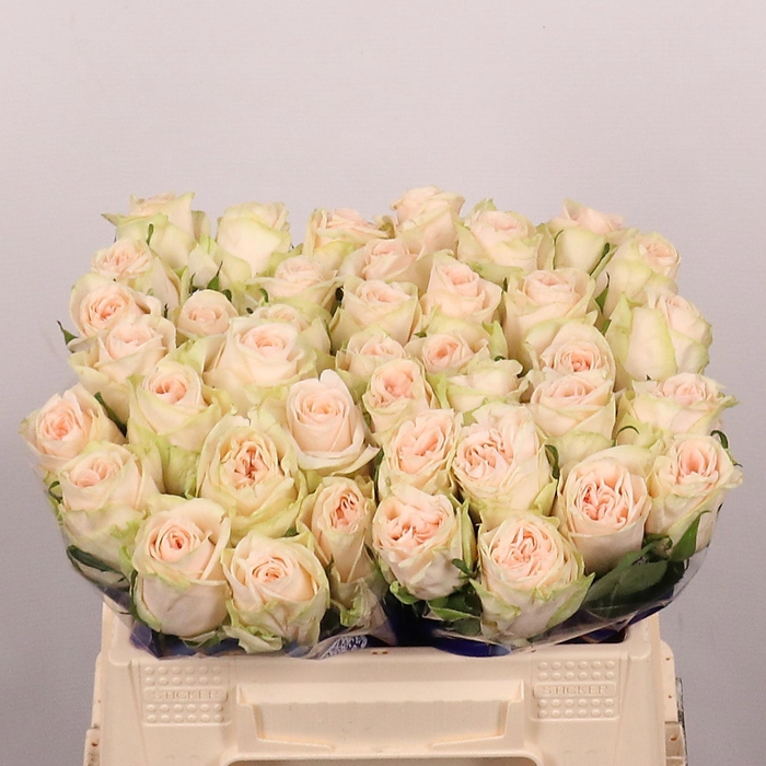 <h4>R GR WEDDING ROSE</h4>