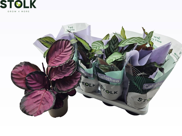 <h4>CALAT GEM 4 SRT</h4>