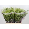 Limonium sinensis China Summer