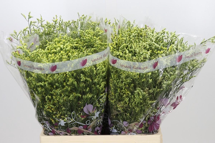 Limonium sinensis China Summer