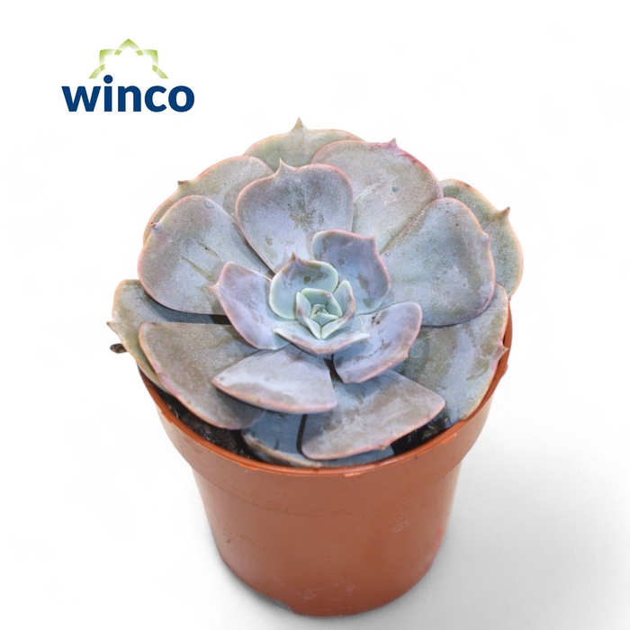 <h4>Echeveria Pollux</h4>