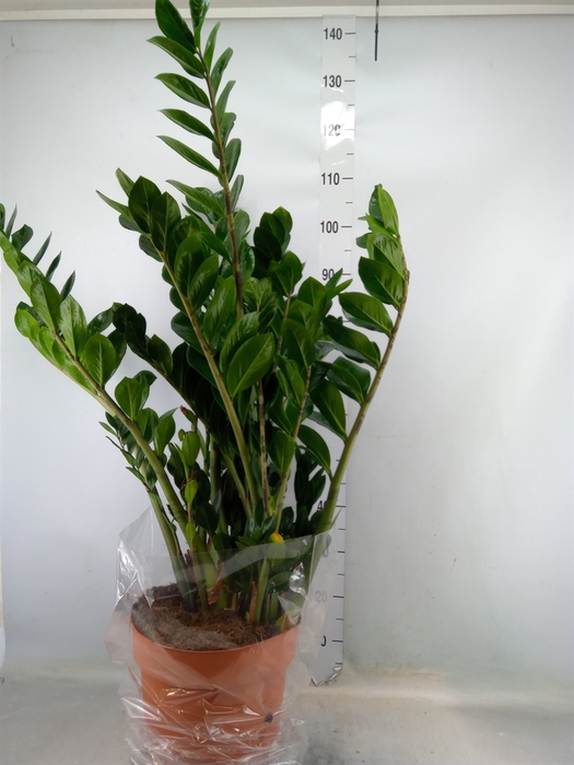 <h4>Zamioculcas zamiifolia</h4>