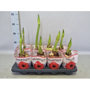 (X) Bol op pot Amaryllis mix 12cm (4 soorten)