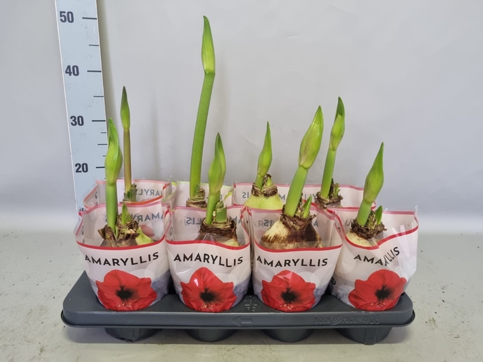 (X) Bol op pot Amaryllis mix 12cm (4 soorten)