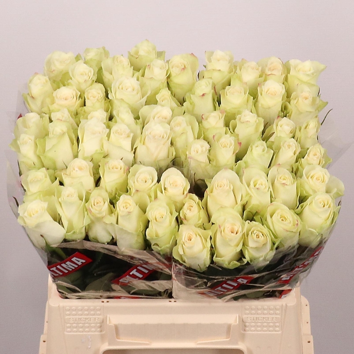 <h4>ROSA GR 'ATHENA'</h4>