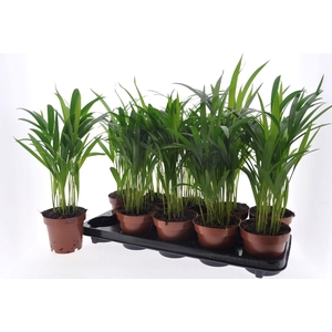 DYPSIS LUTESCENS