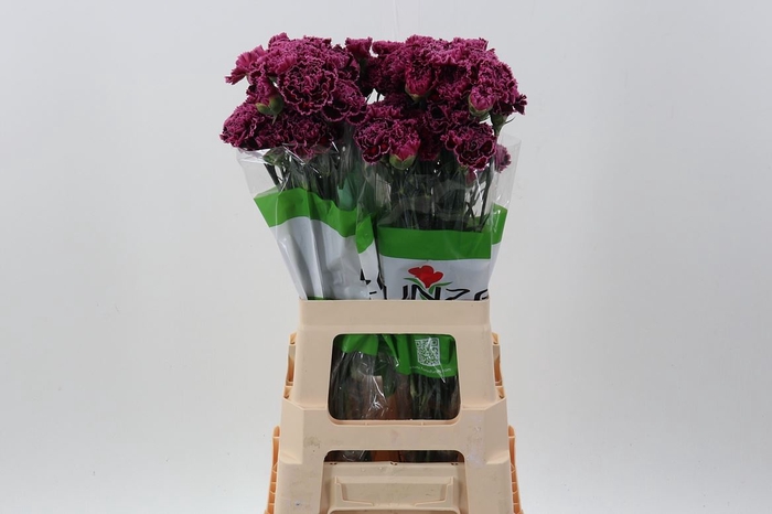 <h4>Dianthus ST 'Nobbio Burgundy'</h4>