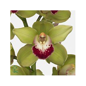 CYMB T GREEN JADE 50 CM