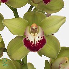 <h4>CYMB T GREEN JADE 50 CM</h4>