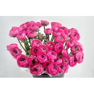 Ranunculus Clooney Bolero Super