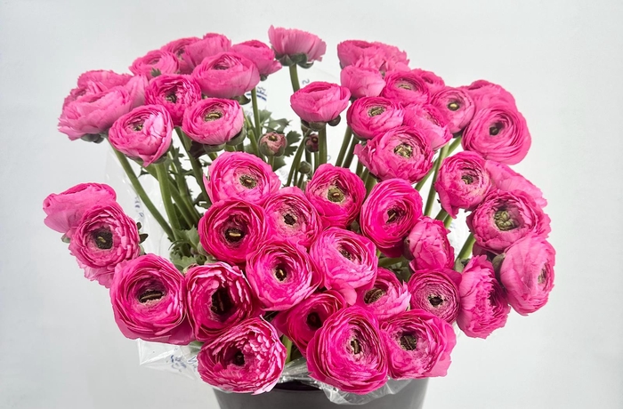 <h4>Ranunculus Clooney Bolero Super</h4>