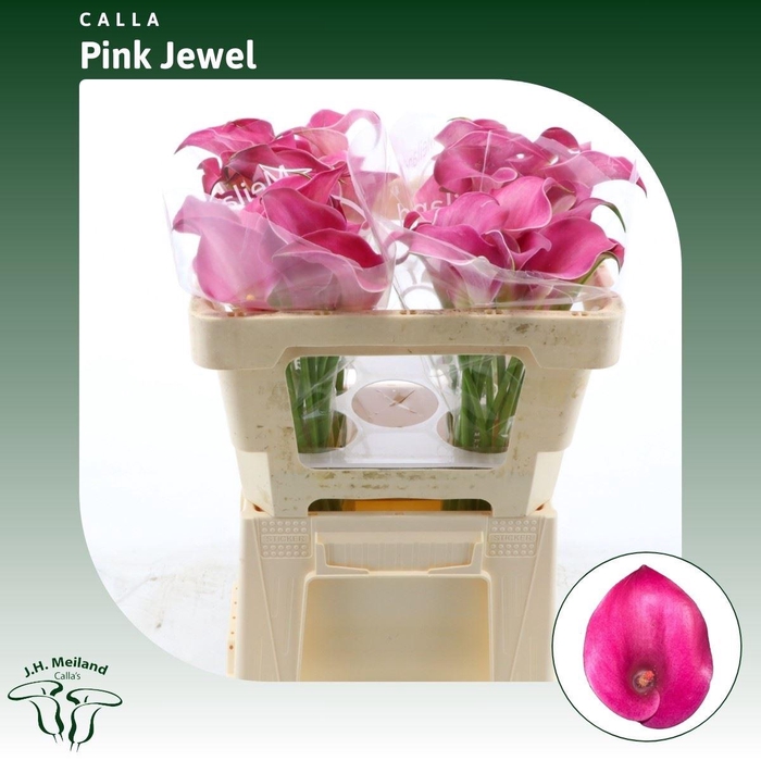 <h4>Calla Pink Jewel</h4>