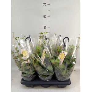 Peperomia tetraphylla 'Hope'