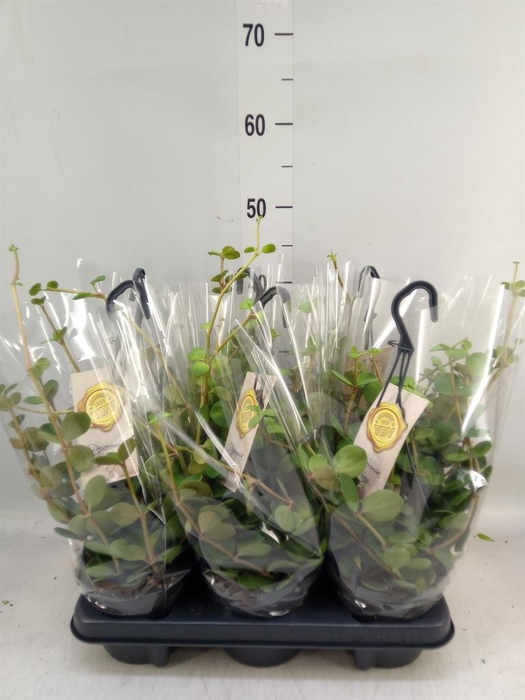 <h4>Peperomia tetraphylla 'Hope'</h4>