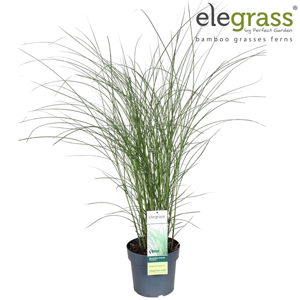 <h4>Miscanthus sinensis 'Gracillimus' P23</h4>