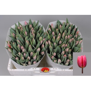 TU EN PRETTY PRINCES